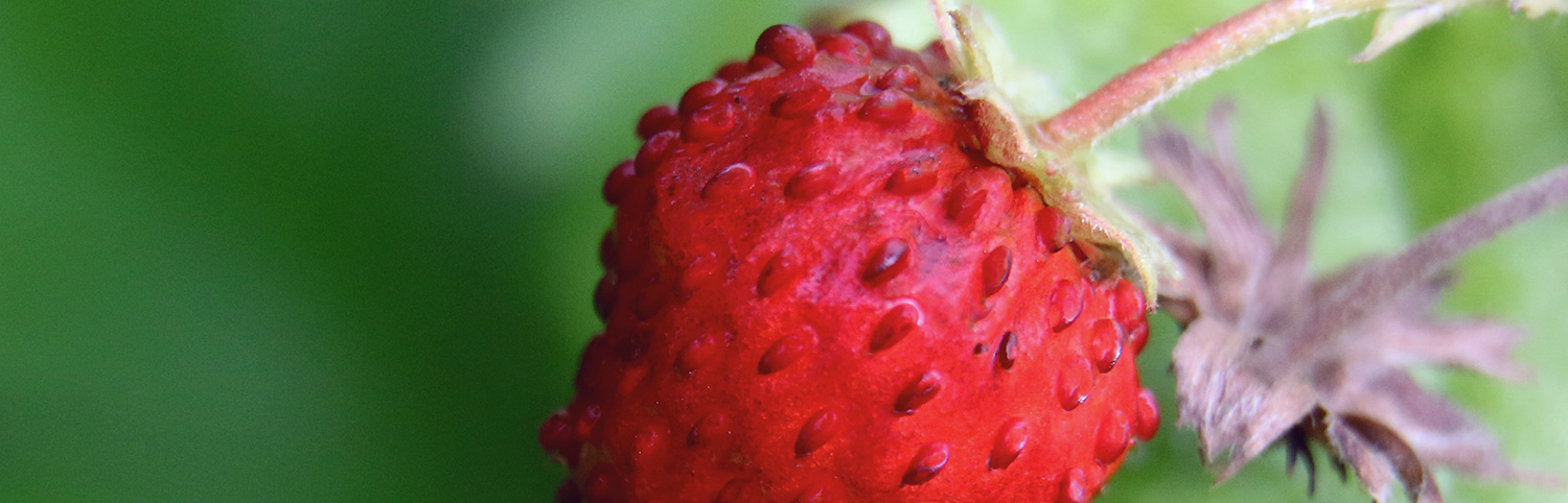Erdbeeren: Nuss oder Frucht? Erklärung | Koch für 2!